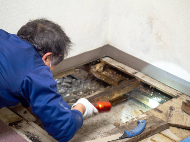Best Black Mold Remediation in Perry, KS