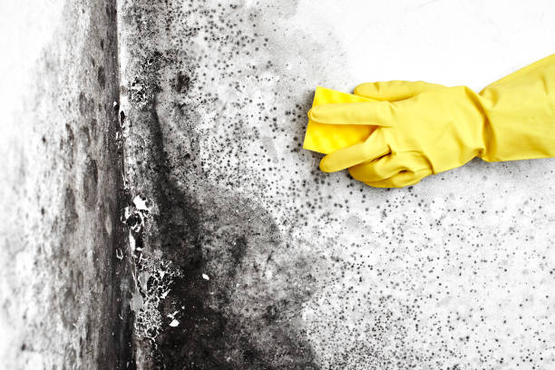 Best Attic Mold Remediation in Perry, KS