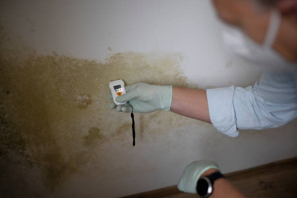Best Bathroom Mold Remediation in Perry, KS