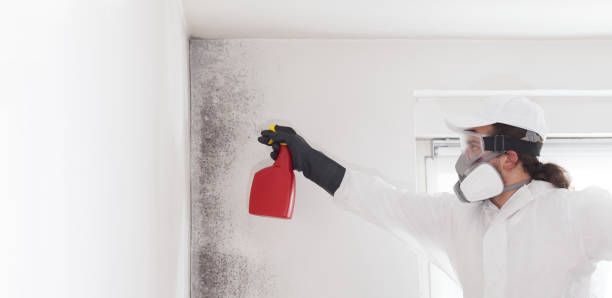Best Localized Mold Remediation (e.g., coastal areas, humid climates) in Perry, KS