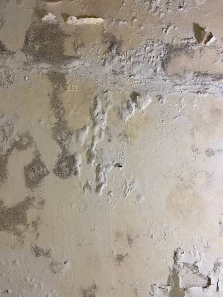 Best Mold Remediation for Schools in Perry, KS
