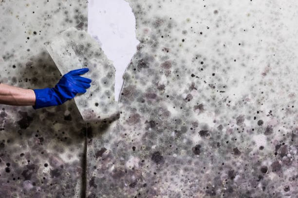 Best Preventive Mold Services in Perry, KS