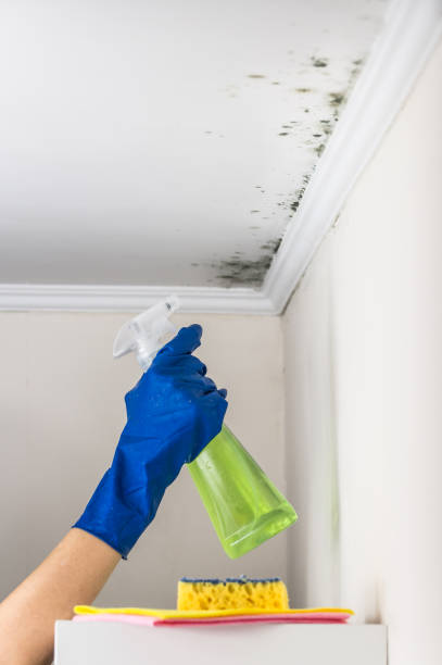 Best Preventive Mold Services in Perry, KS