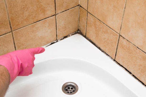 Best Crawl Space Mold Remediation in Perry, KS